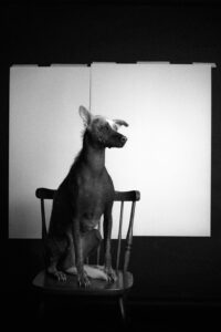 Peruvian Dog